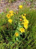 genus Hieracium