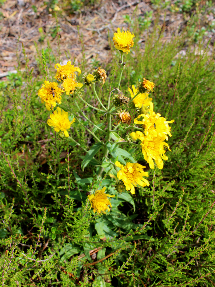 Image of genus Hieracium specimen.