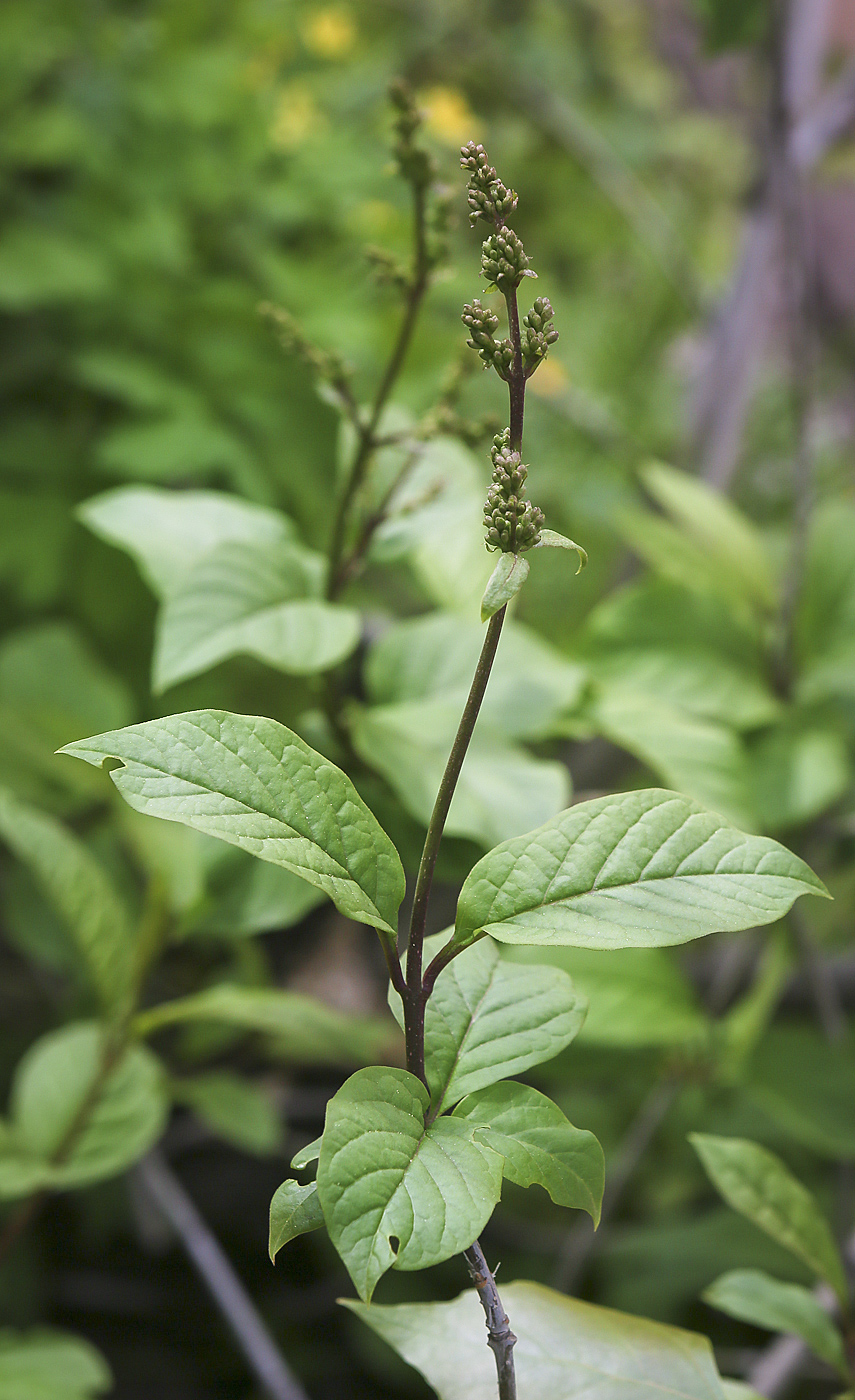 Image of Syringa josikaea specimen.