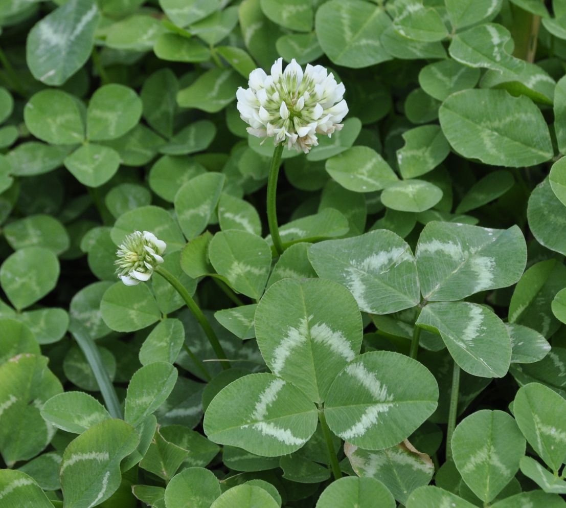 Image of Trifolium repens specimen.