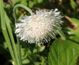 Knautia tatarica