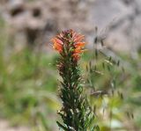 Lobelia excelsa. Верхушка цветущего растения. Перу, озеро Титикака, остров Такиле. 11 марта 2014 г.