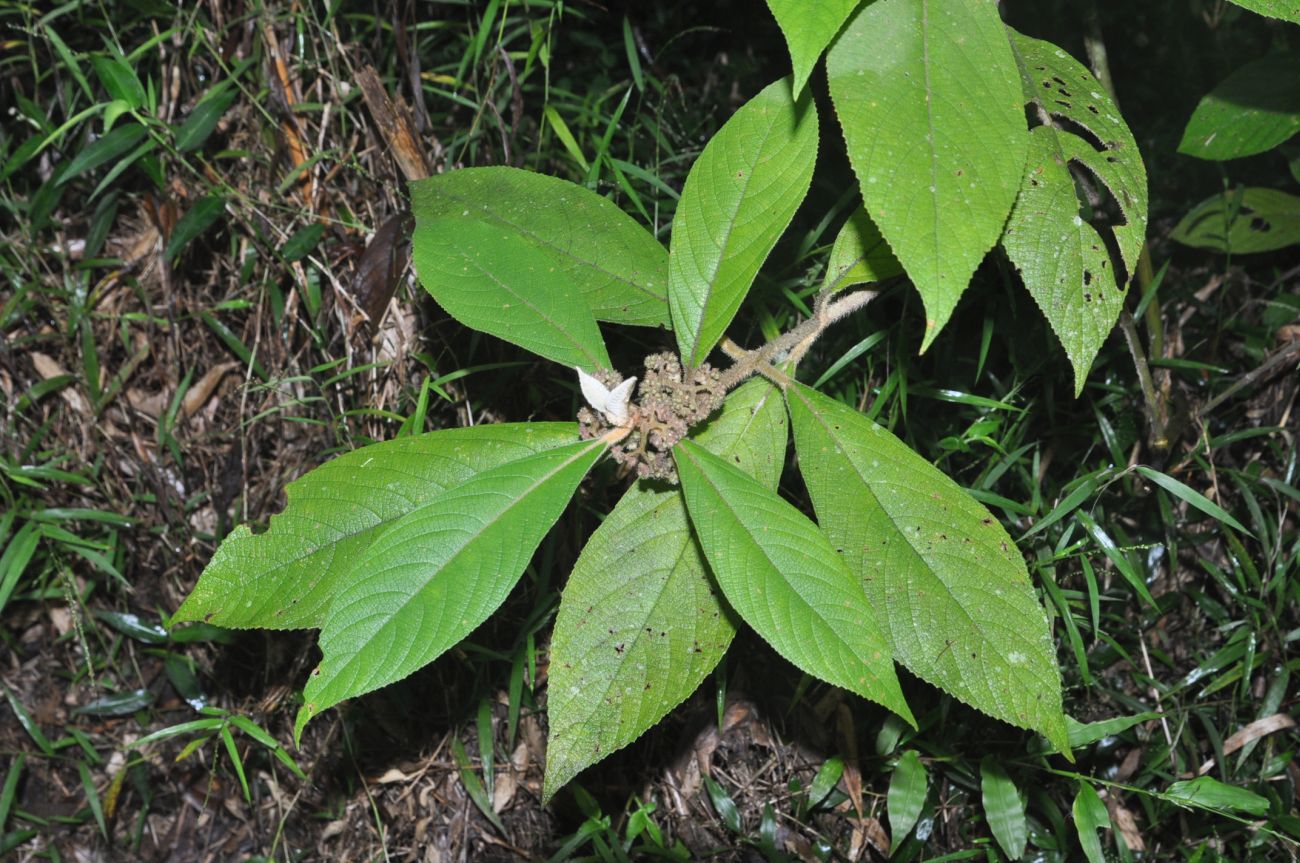 Изображение особи Callicarpa kochiana.