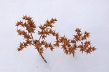 genus Sedum. Верхушки побегов с соплодиями. Башкортостан, Белорецкий р-н, долина р. Тирлян, обочина грунтовой дороги, ведущей от пос. Тирлянский к кордону Миселя, под сосной. 31 декабря 2017 г.