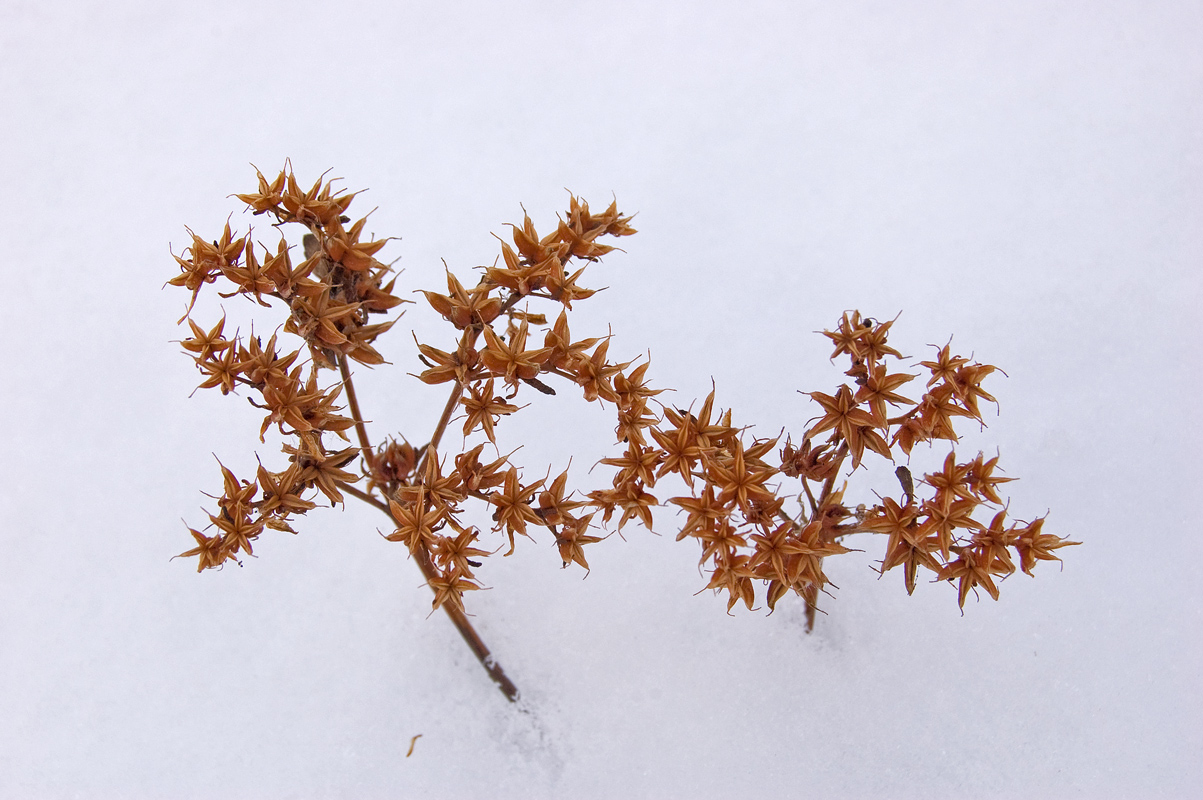 Image of genus Sedum specimen.