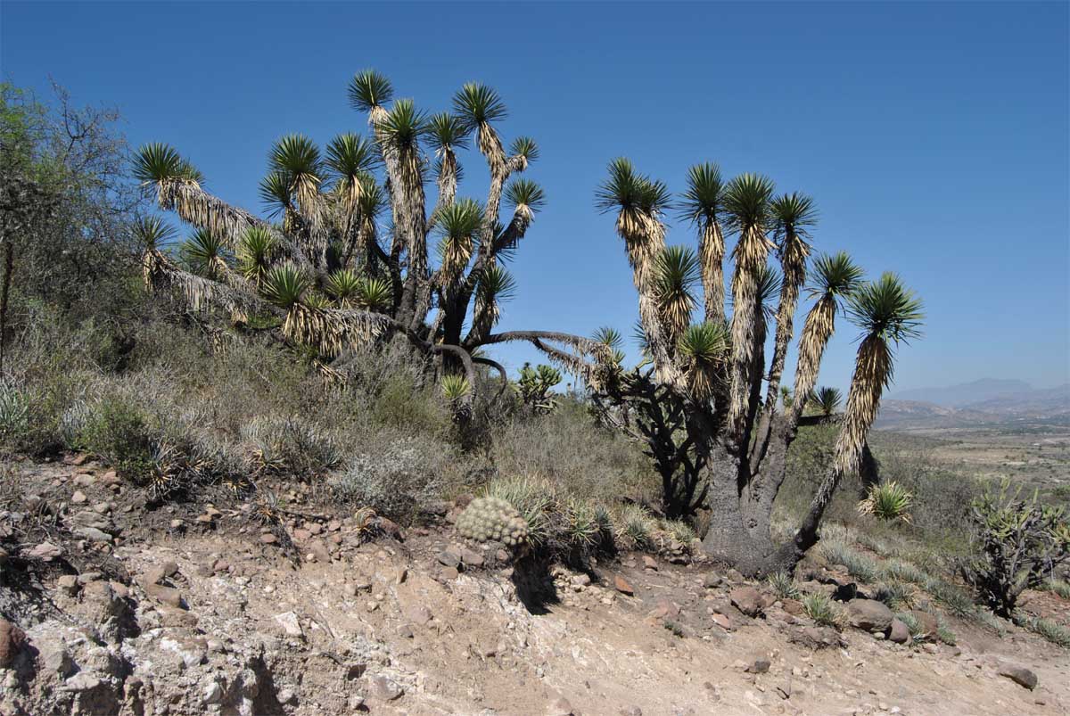 Изображение особи Yucca potosina.