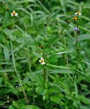 Bidens pilosa