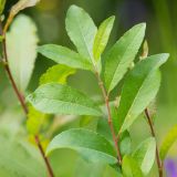 Salix myrsinifolia. Верхушка молодого побега. Кировская обл., окр. г. Кирово-Чепецк Кировской области, просека ВЛЭП. 10.07.2017.