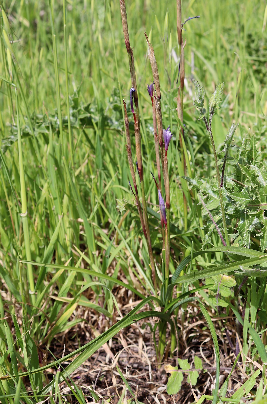 Изображение особи Moraea sisyrinchium.