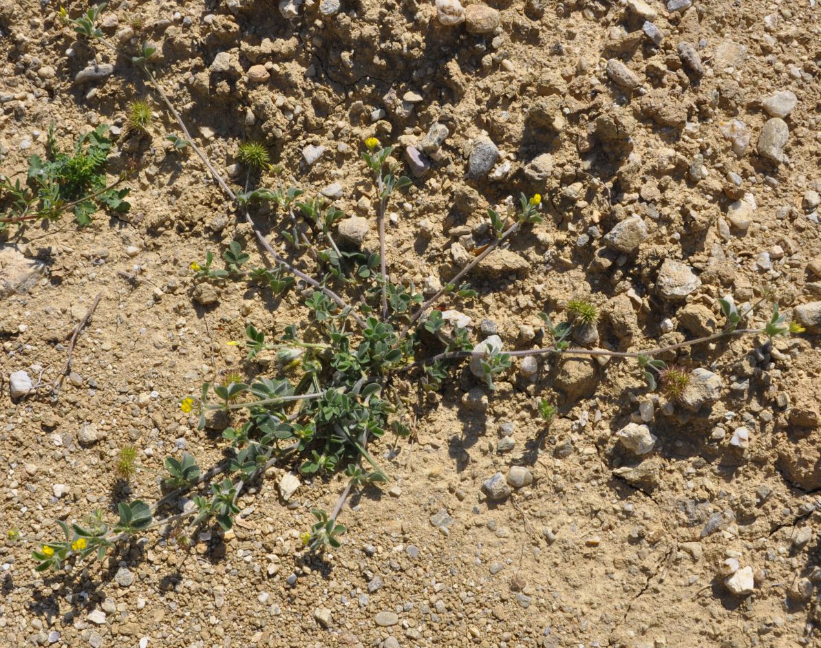 Изображение особи род Medicago.