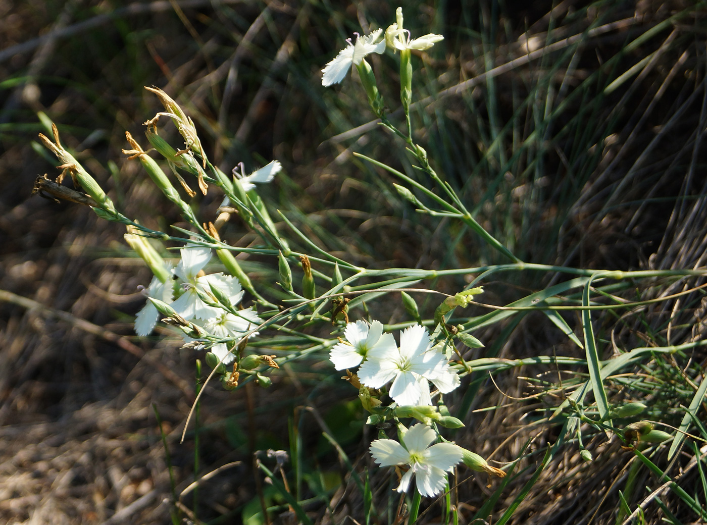 Image of Dianthus ramosissimus specimen.