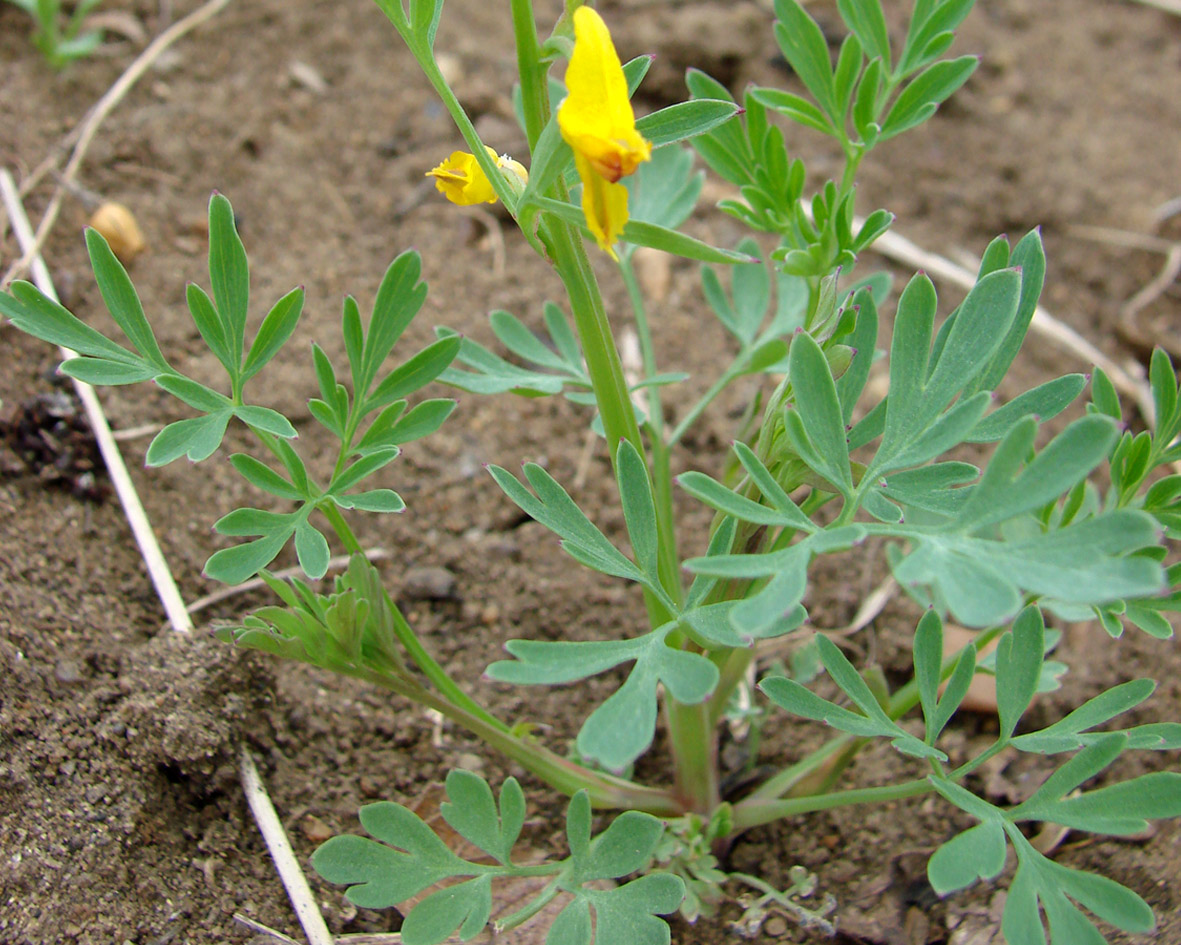 Изображение особи Corydalis sibirica.