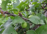 Malus domestica. Ветка с завязавшимися плодами и листьями. Краснодарский край, г. Тихорецк, в озеленении. 13.05.2018.