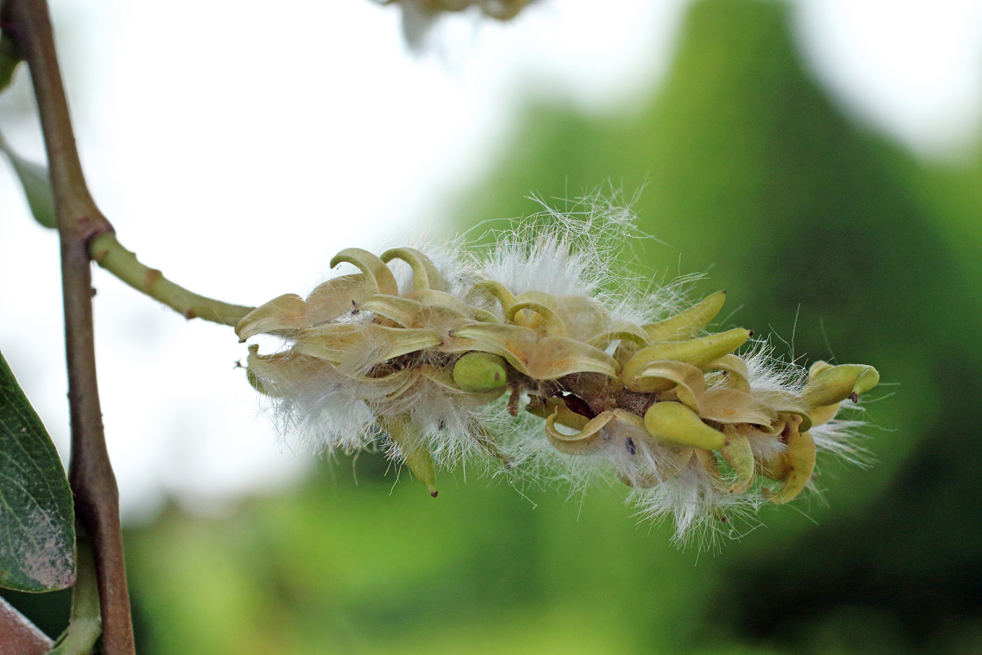 Изображение особи Salix alba.