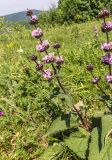 Phlomoides tuberosa