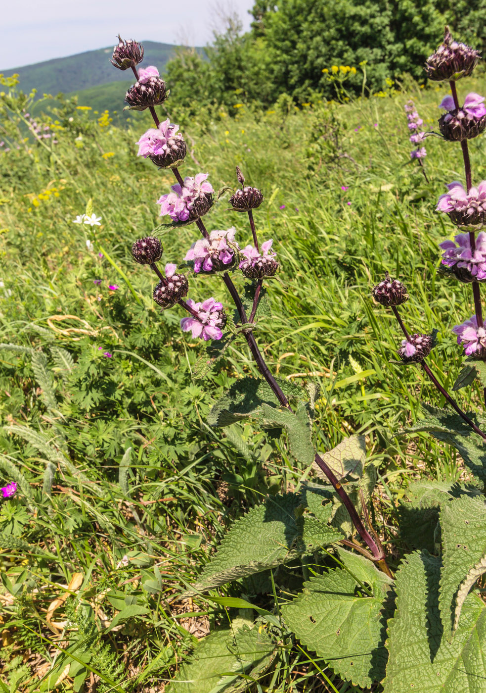 Image of Phlomoides tuberosa specimen.