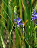 Veronica jacquinii