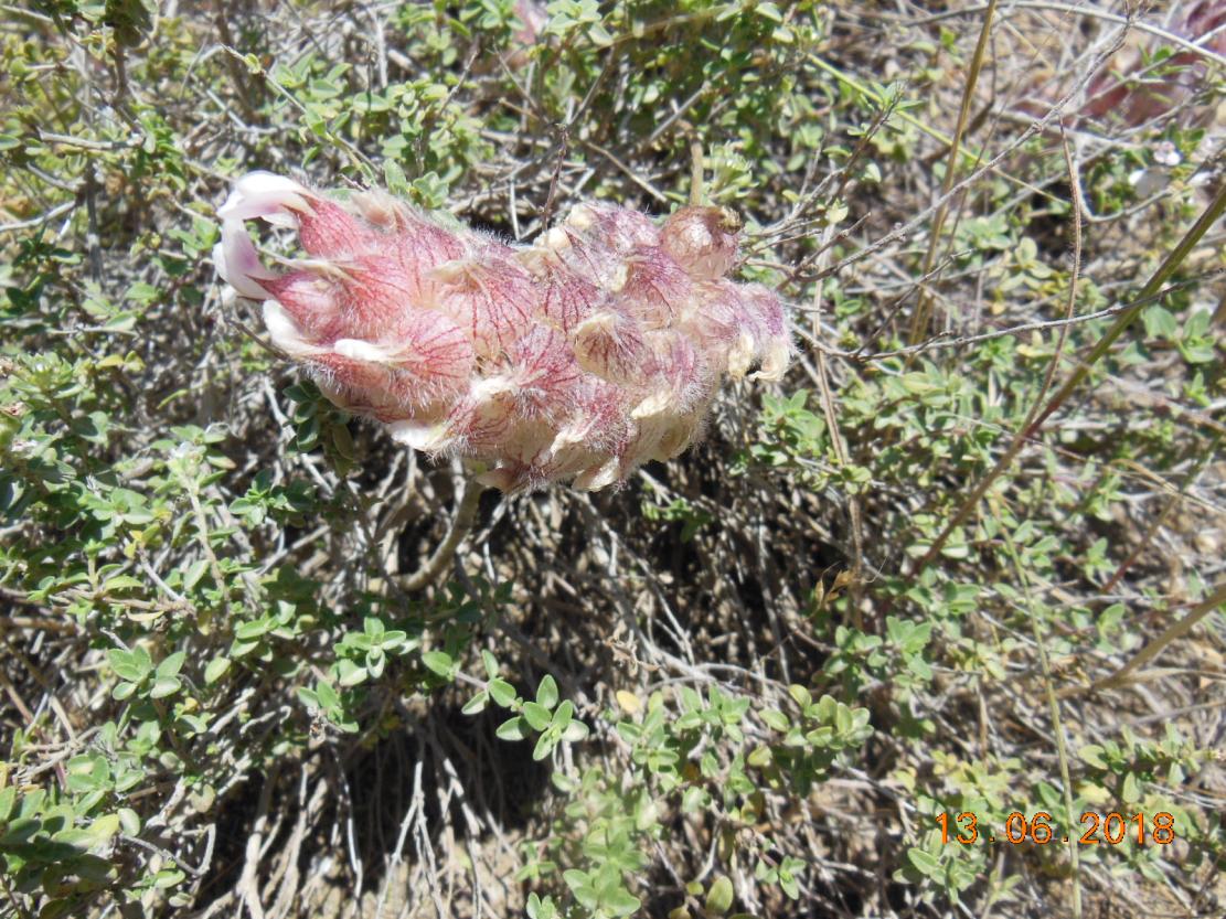 Изображение особи Astragalus szovitsii.