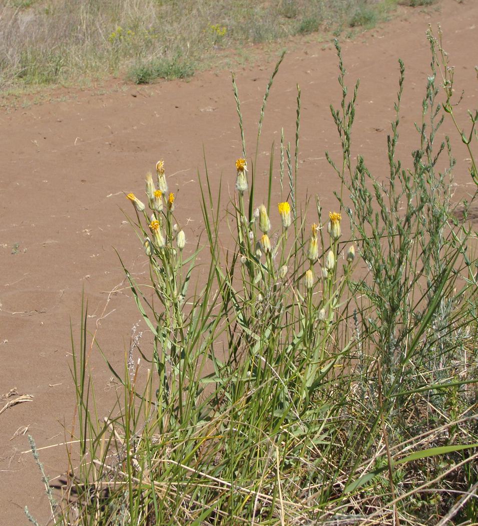 Изображение особи Scorzonera ensifolia.