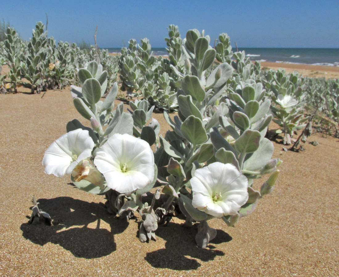 Изображение особи Convolvulus persicus.