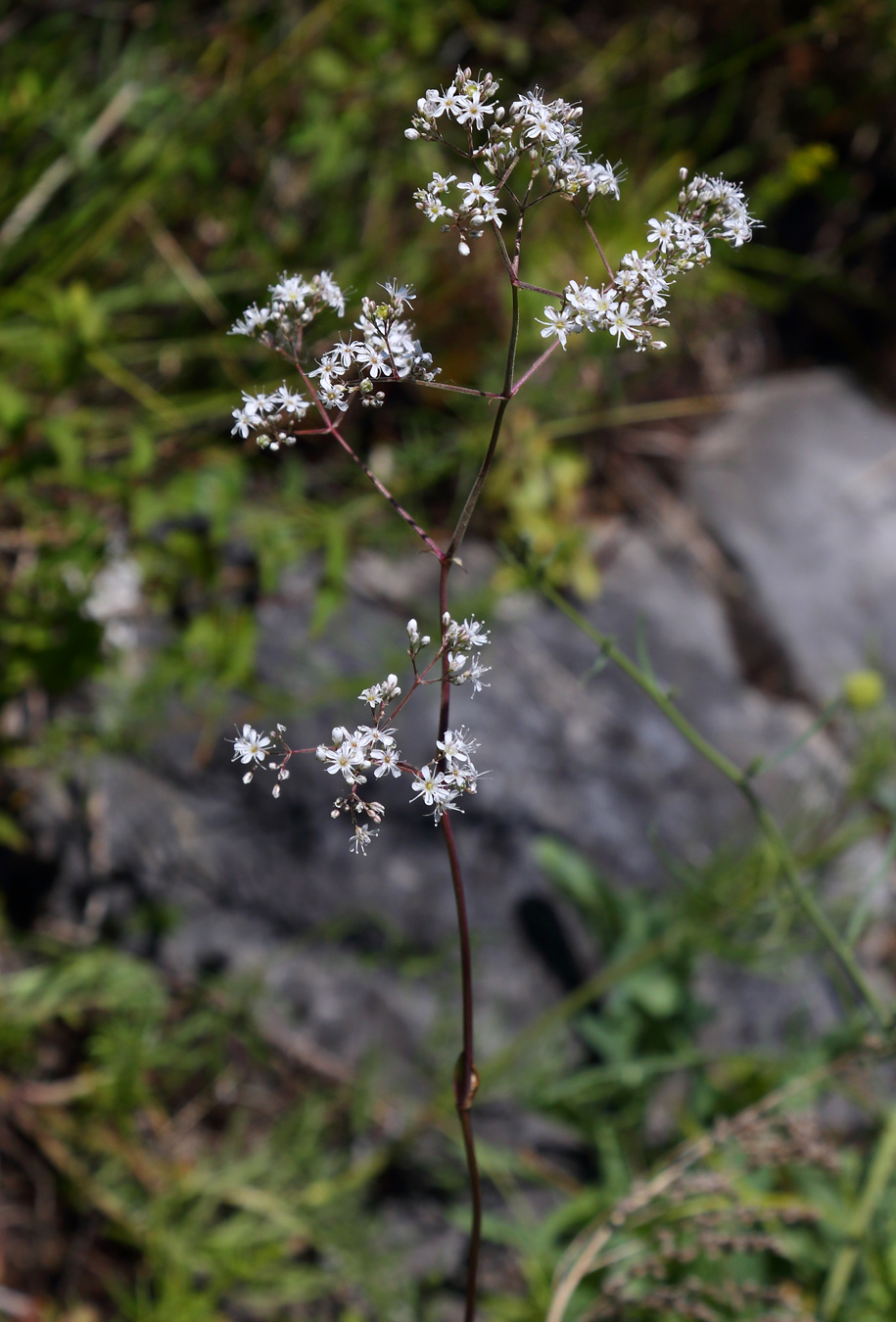 Image of Gypsophila altissima specimen.