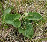 Phlomoides tuberosa