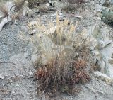 Melica transsilvanica