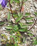 Campanula collina