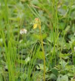 genus Securigera
