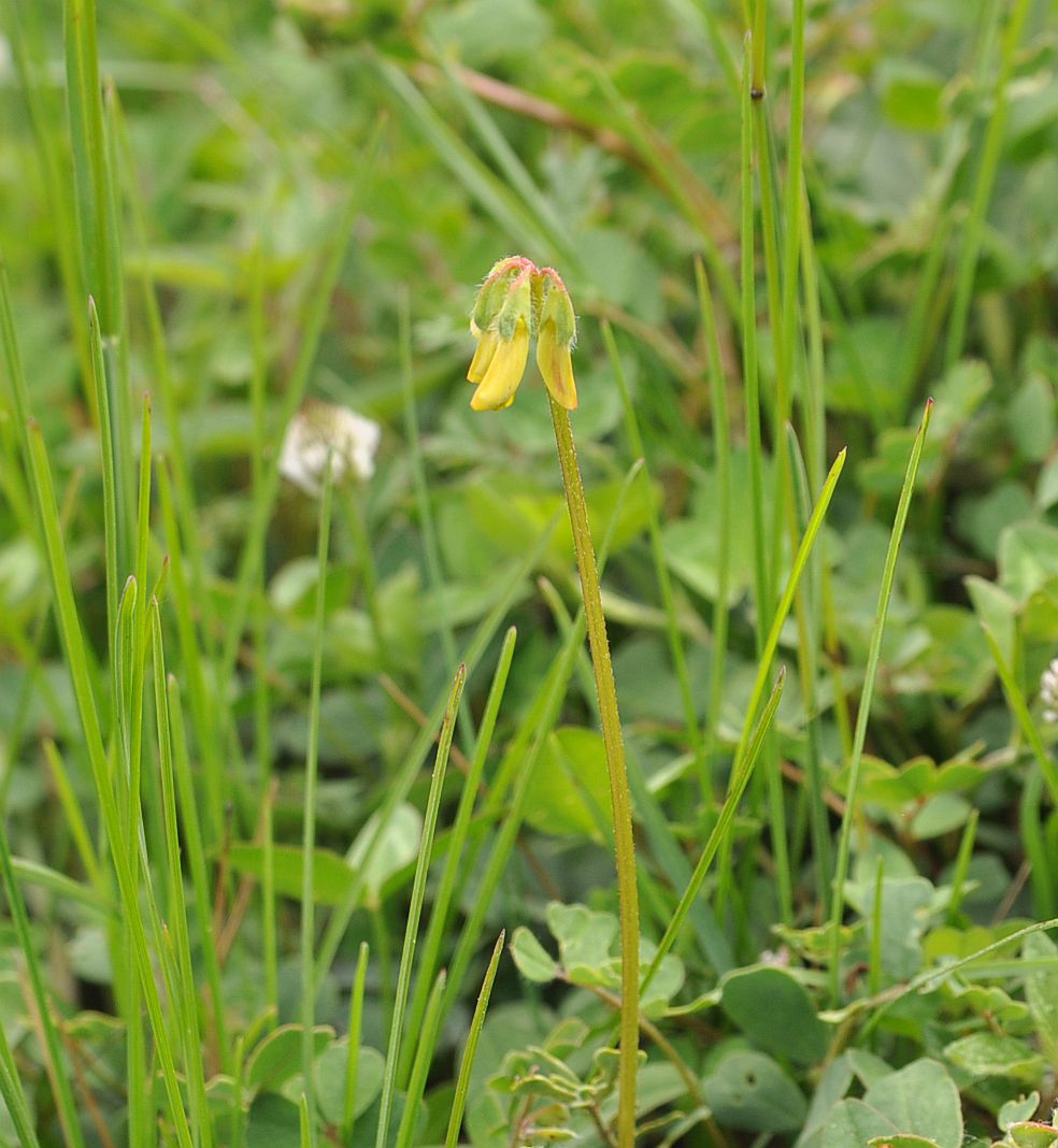 Image of genus Securigera specimen.