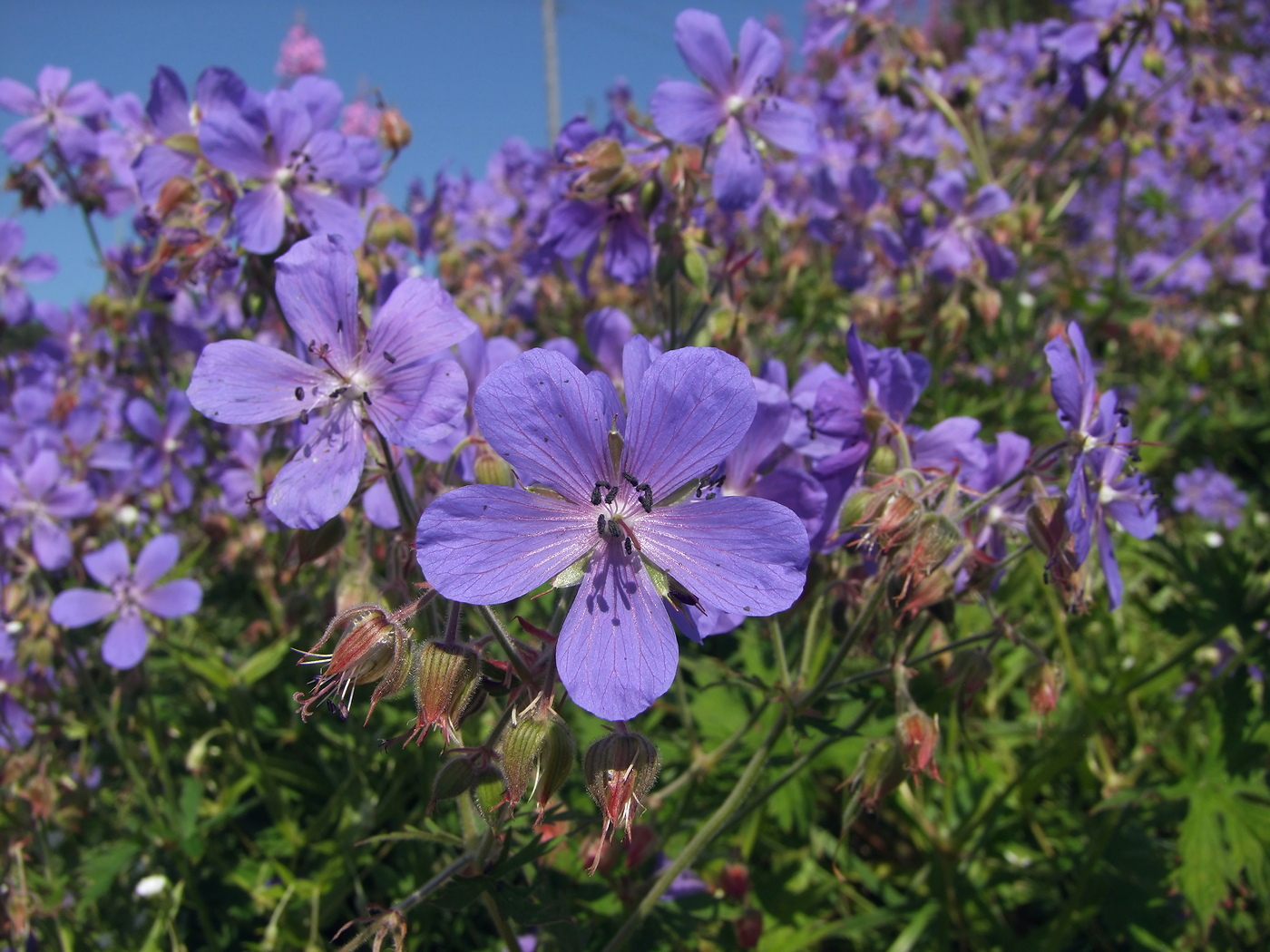 Image of Geranium pratense specimen.