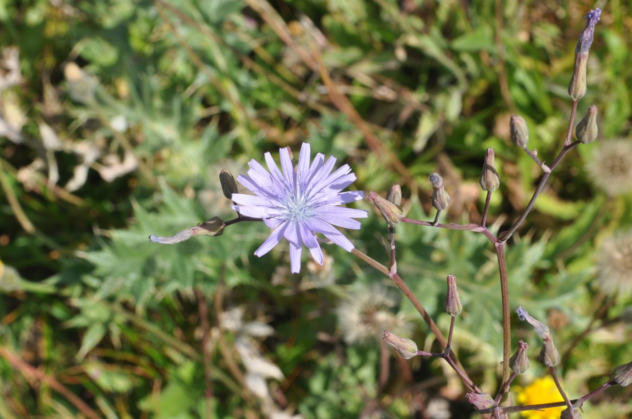 Image of Cicerbita racemosa specimen.