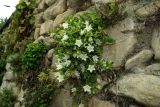 Campanula pendula. Цветущее растение. Карачаево-Черкесия, Малокарачаевский р-н, Аликоновское ущелье. 10.09.2018.