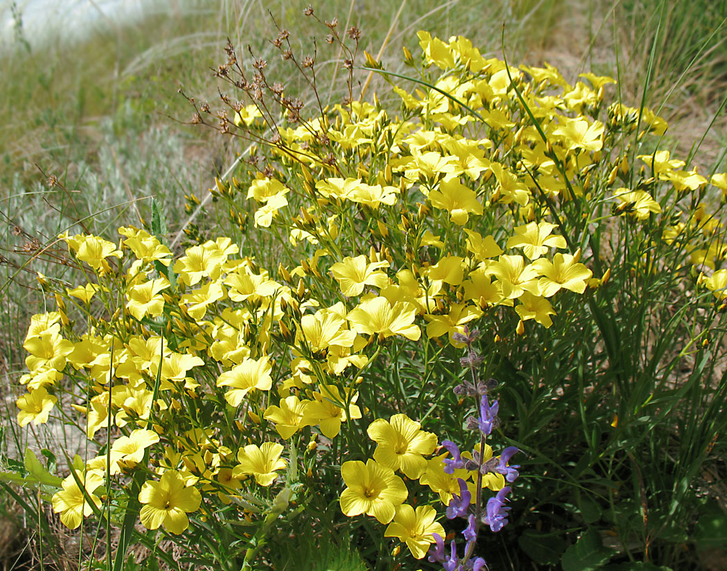 Image of Linum flavum specimen.