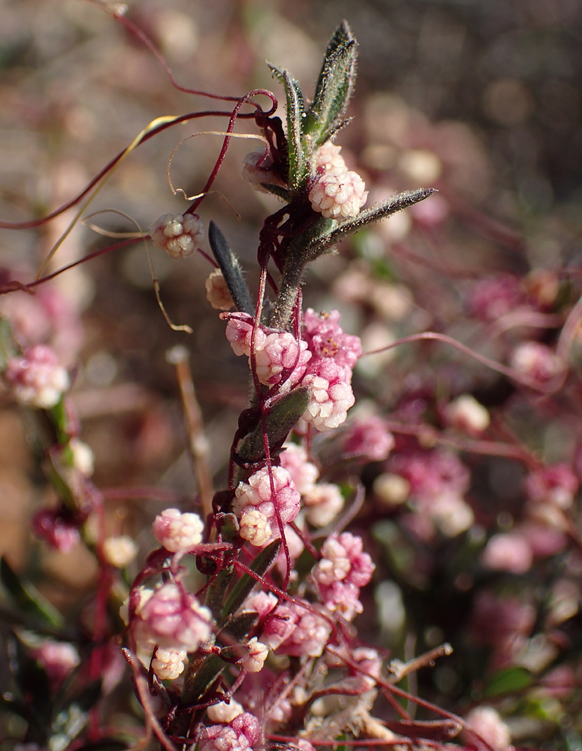 Image of Cuscuta palaestina specimen.