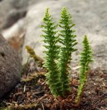 Dryopteris fragrans