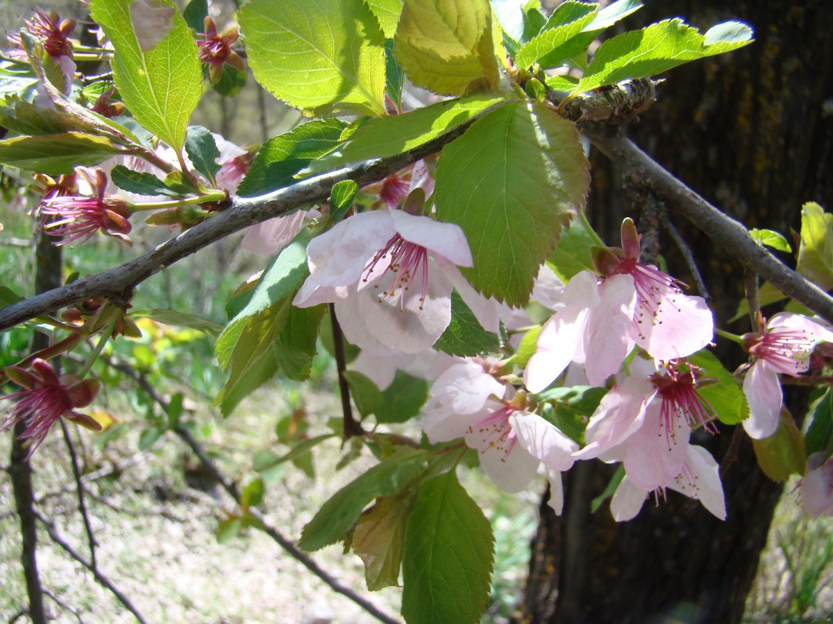 Изображение особи Prunus &times; ferganica.