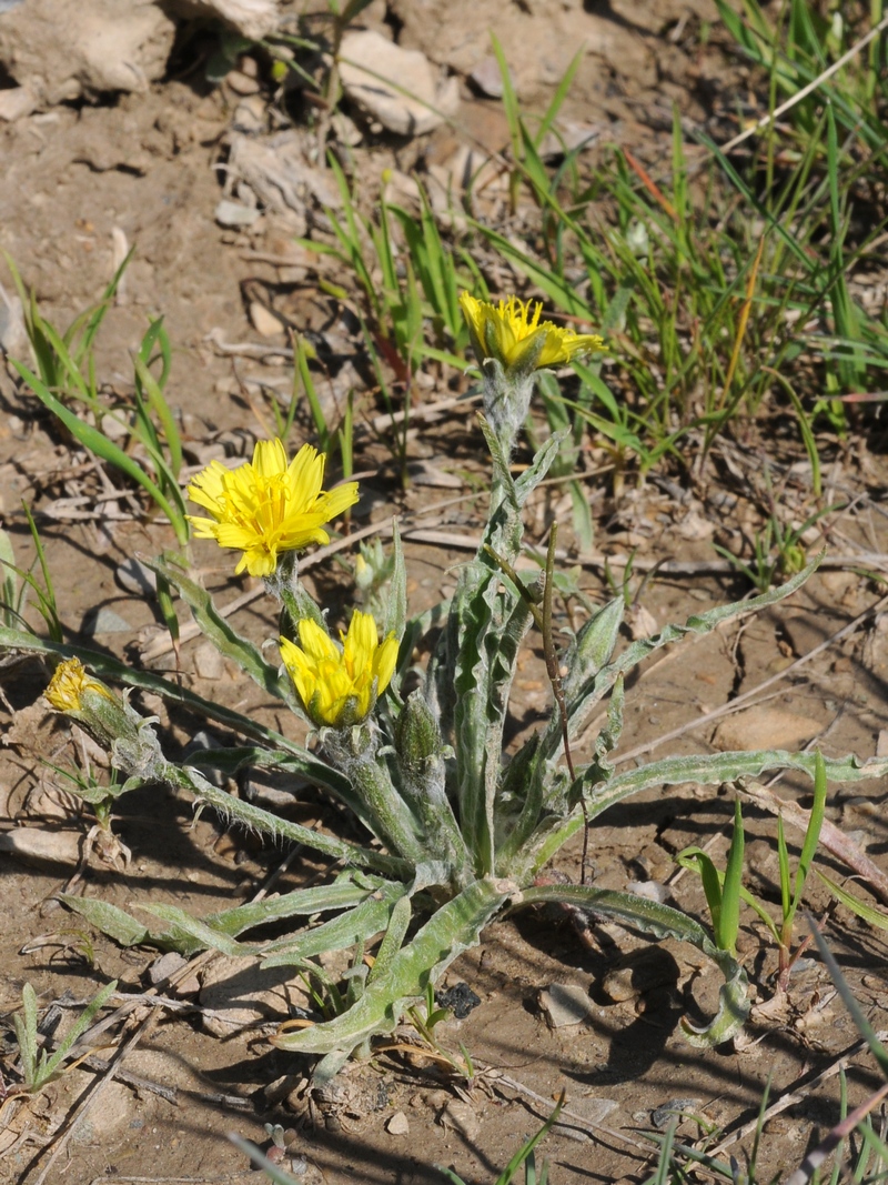 Изображение особи Scorzonera circumflexa.