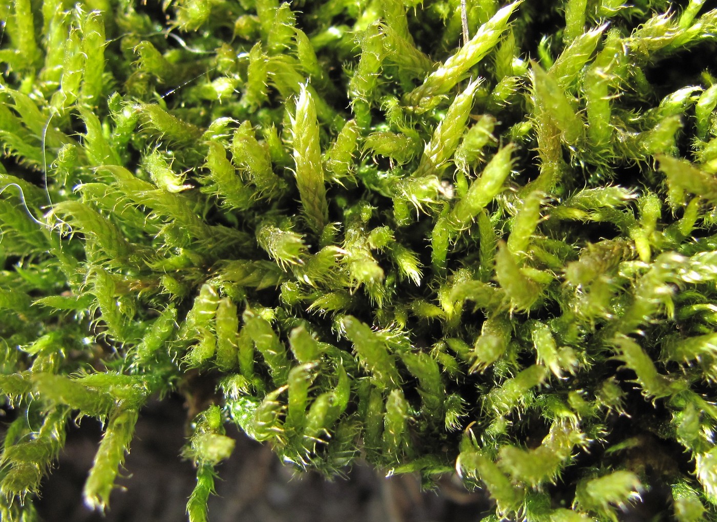 Image of class Bryopsida specimen.