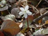 Eranthis sibirica