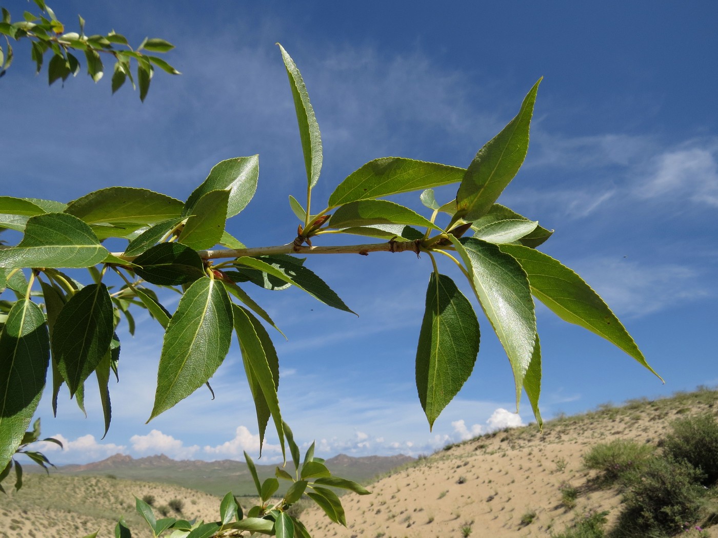 Image of Populus laurifolia specimen.