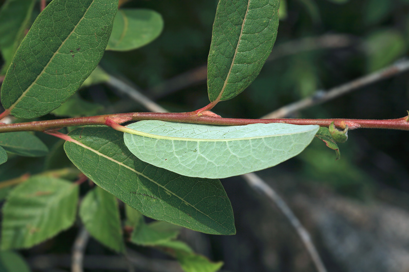 Image of Salix kochiana specimen.