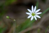 род Stellaria