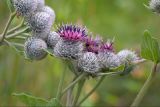 Arctium tomentosum