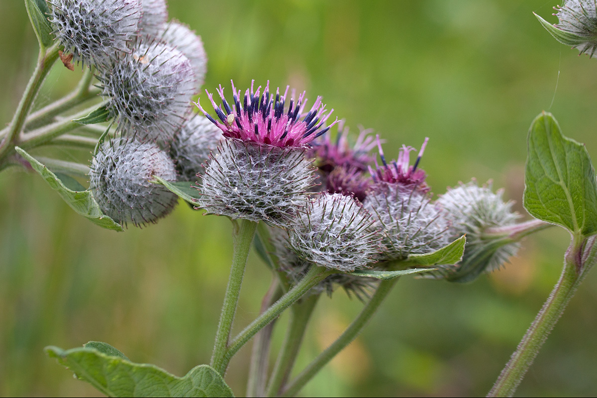 Изображение особи Arctium tomentosum.