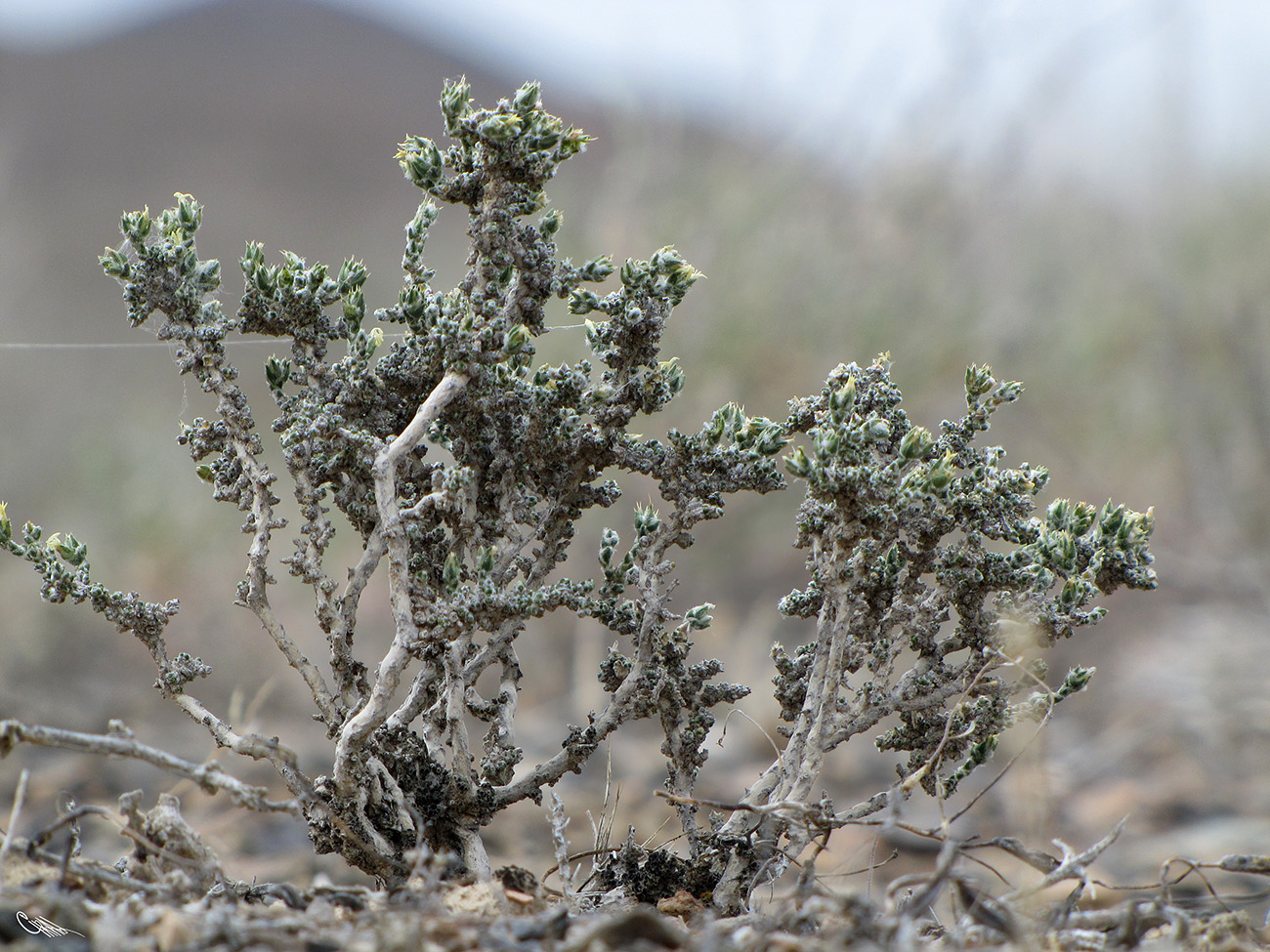 Image of Nanophyton erinaceum ssp. karataviense specimen.