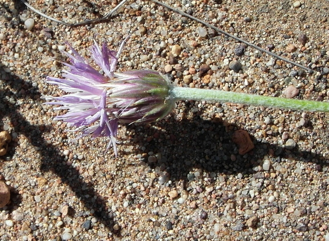 Image of Jurinea multiloba specimen.