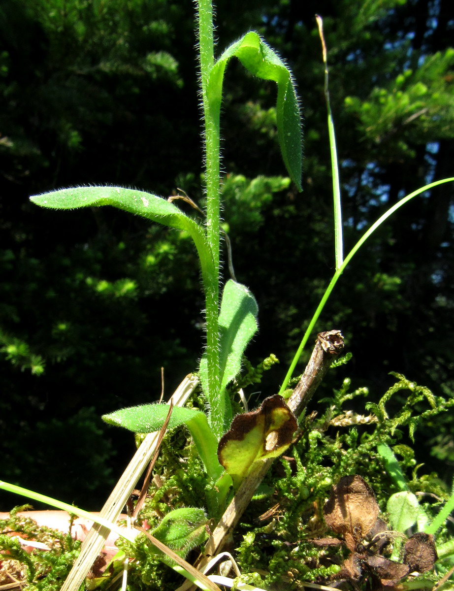 Image of Myosotis nikiforovae specimen.