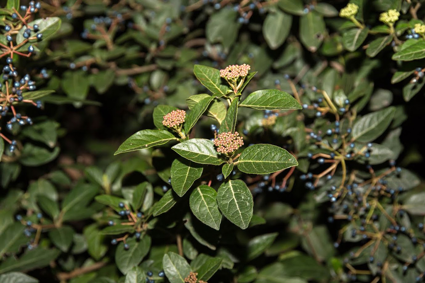 Изображение особи Viburnum tinus.