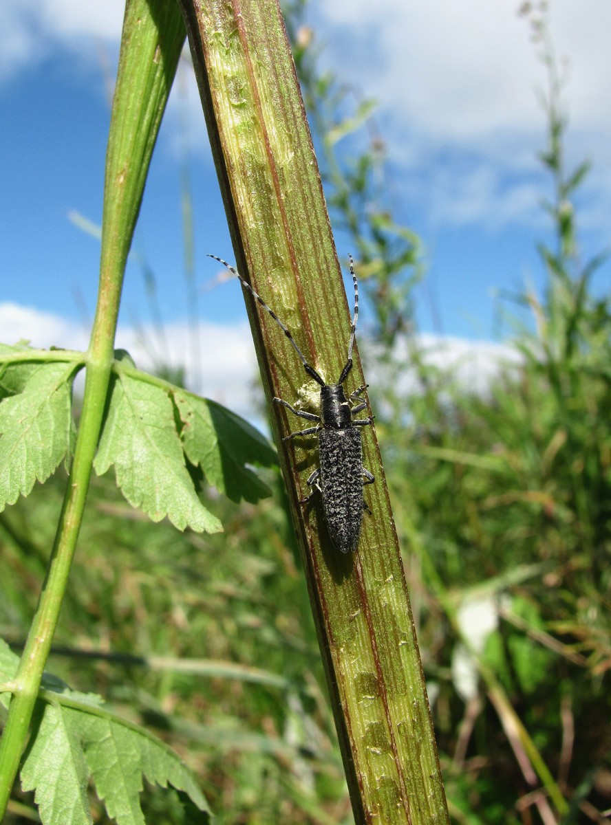 Изображение особи Pastinaca sylvestris.